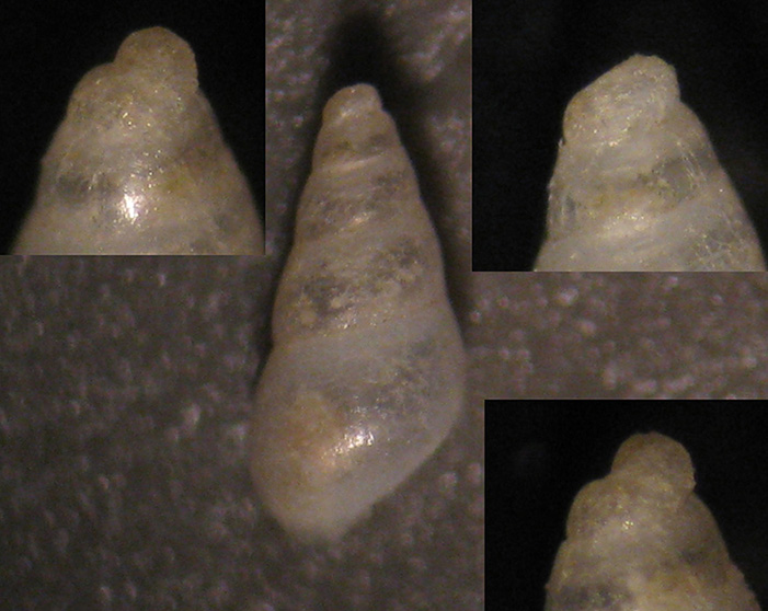 Odostomia carrozzai?